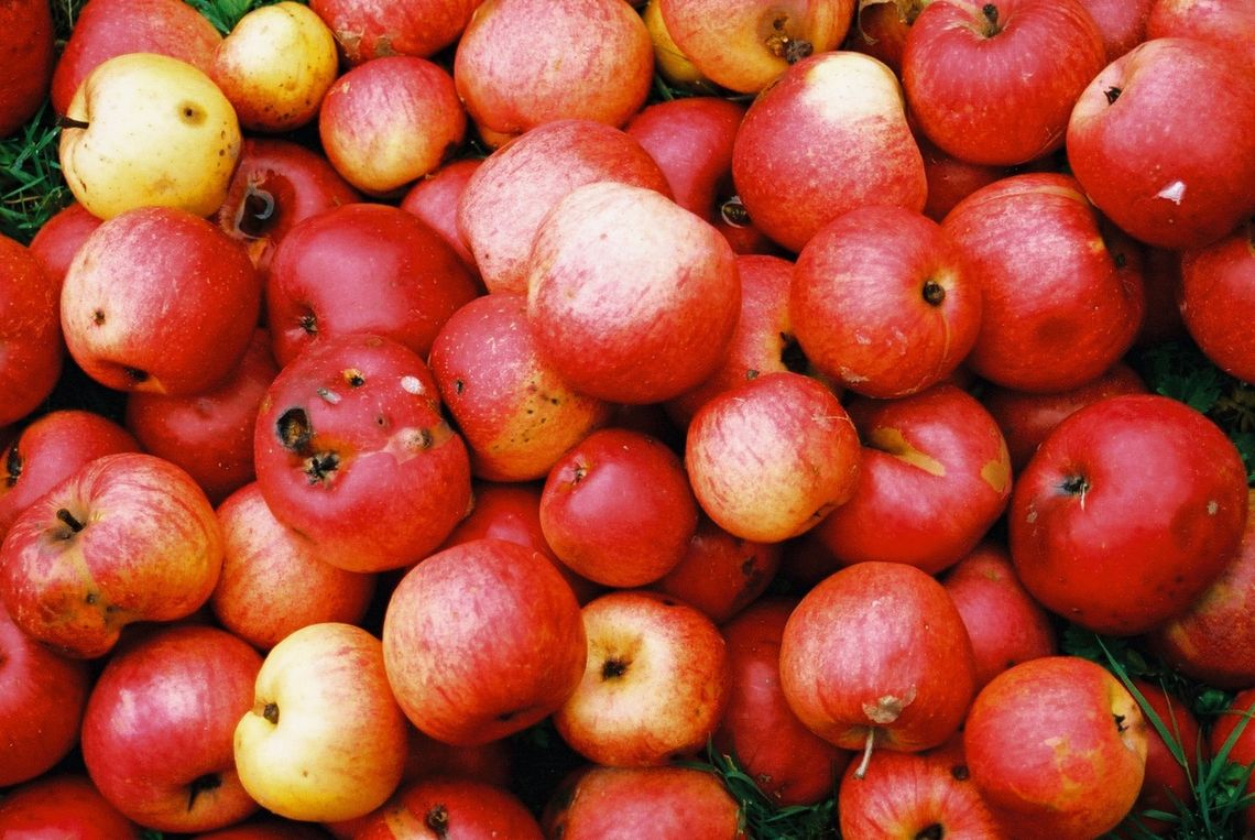 Radecznica: Jabłka dla wszystkich za darmo