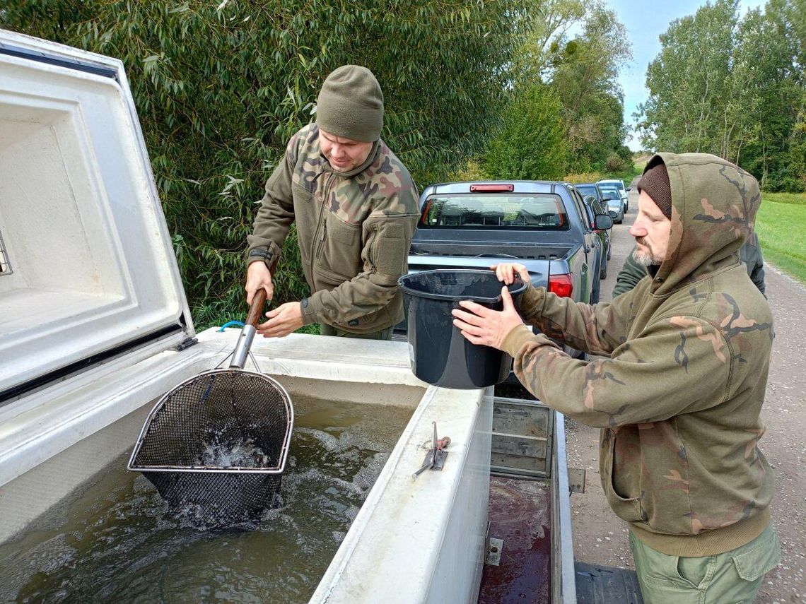 Do rzeki Por (gm. Sułów) trafiło 9,5 tys. sztuk narybku pstrąga potokowego.