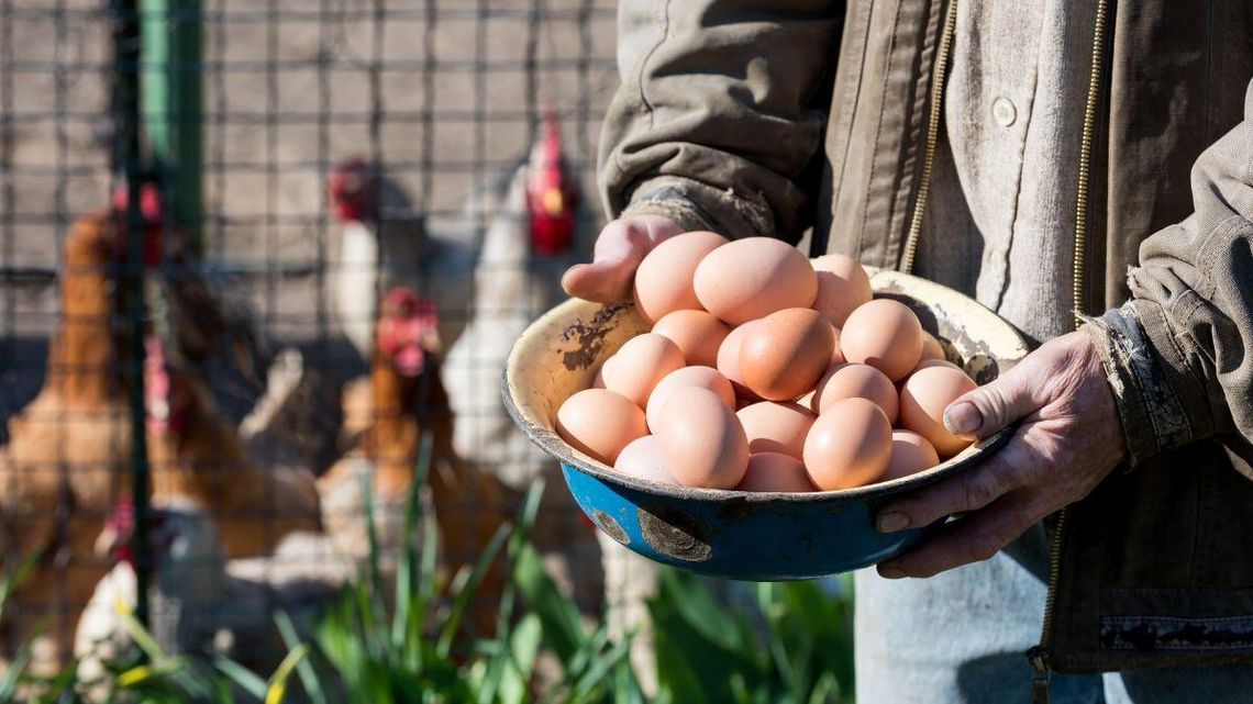 W Polsce brakuje jaj. Dlatego sklepy kupują je w Rumunii czy Holandii.