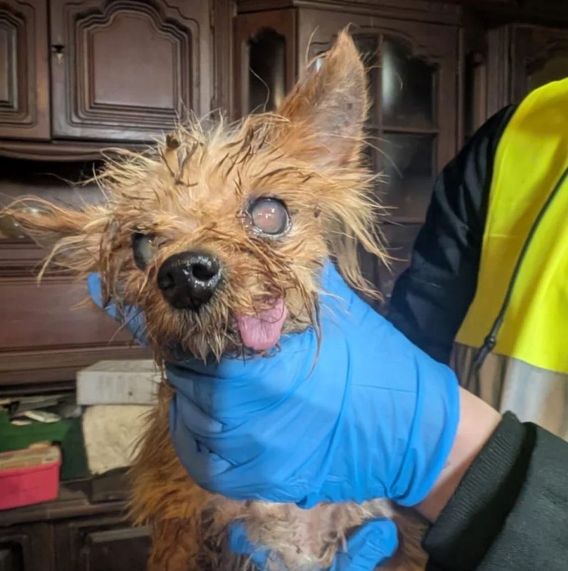 Małe psy mieszkały w fatalnych warunkach. Były trzymane do rozmnażania, żeby z zyskiem sprzedać zwierzęta chętnym.