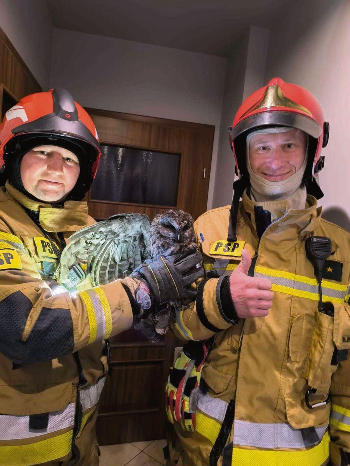 Gdyby nie pomoc biłgorajskich strażaków, uwięziona w kominie sowa prawdopodobnie by nie przeżyła.