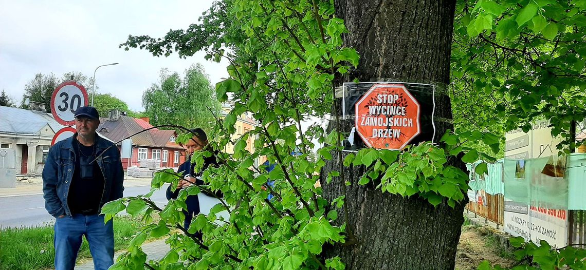 STOP wycince zamojskich drzew! Pikieta przy ul. Piłsudskiego (ZDJECIA, FILM)