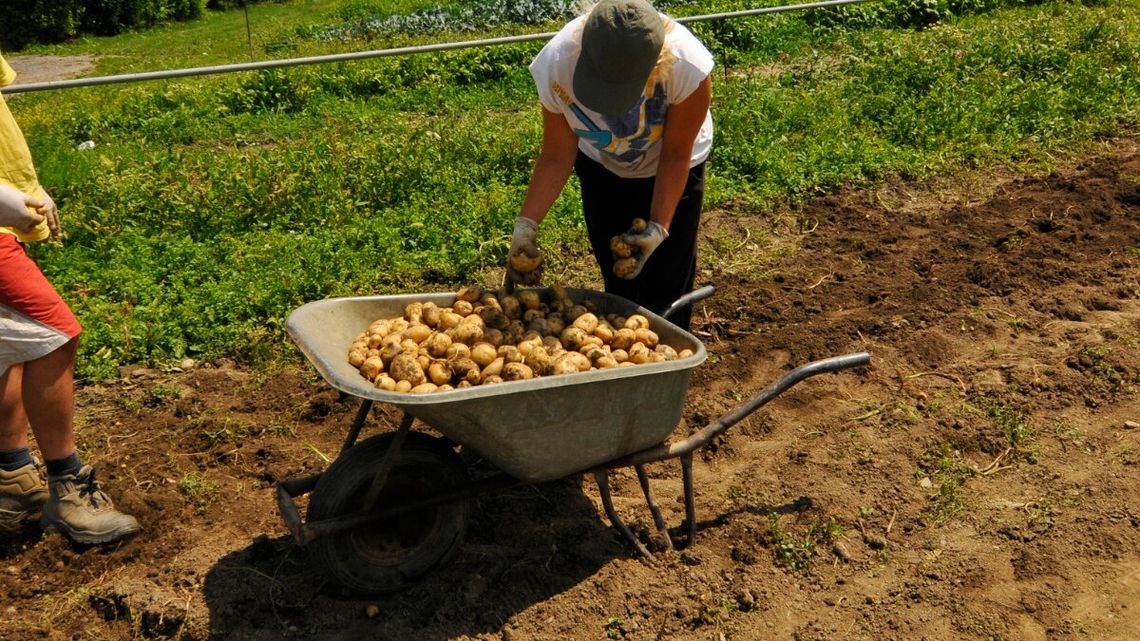 Święto ziemniaka. Trudno sobie wyobrazić bez niego polski obiad 30 maja obchodzony jest Międzynarodowy Dzień Ziemniaka.