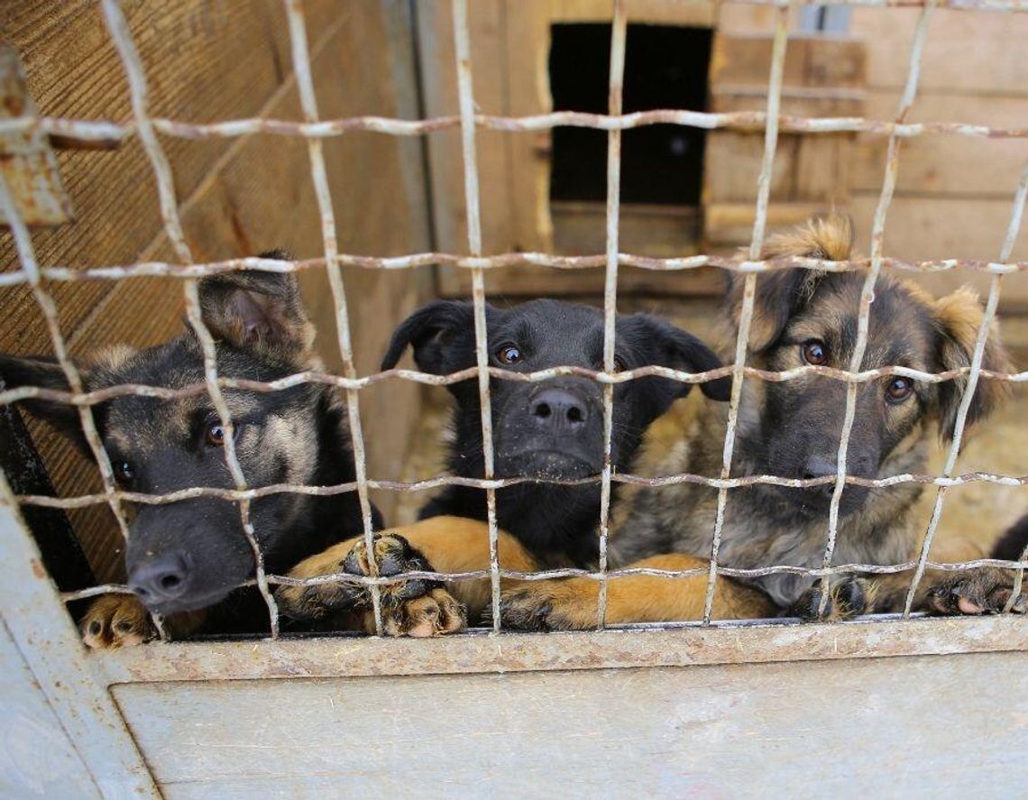 Z najnowszego raportu Fundacji Pomagam.pl wynika, że w Polsce jest około 950 tys. bezdomnych zwierząt.