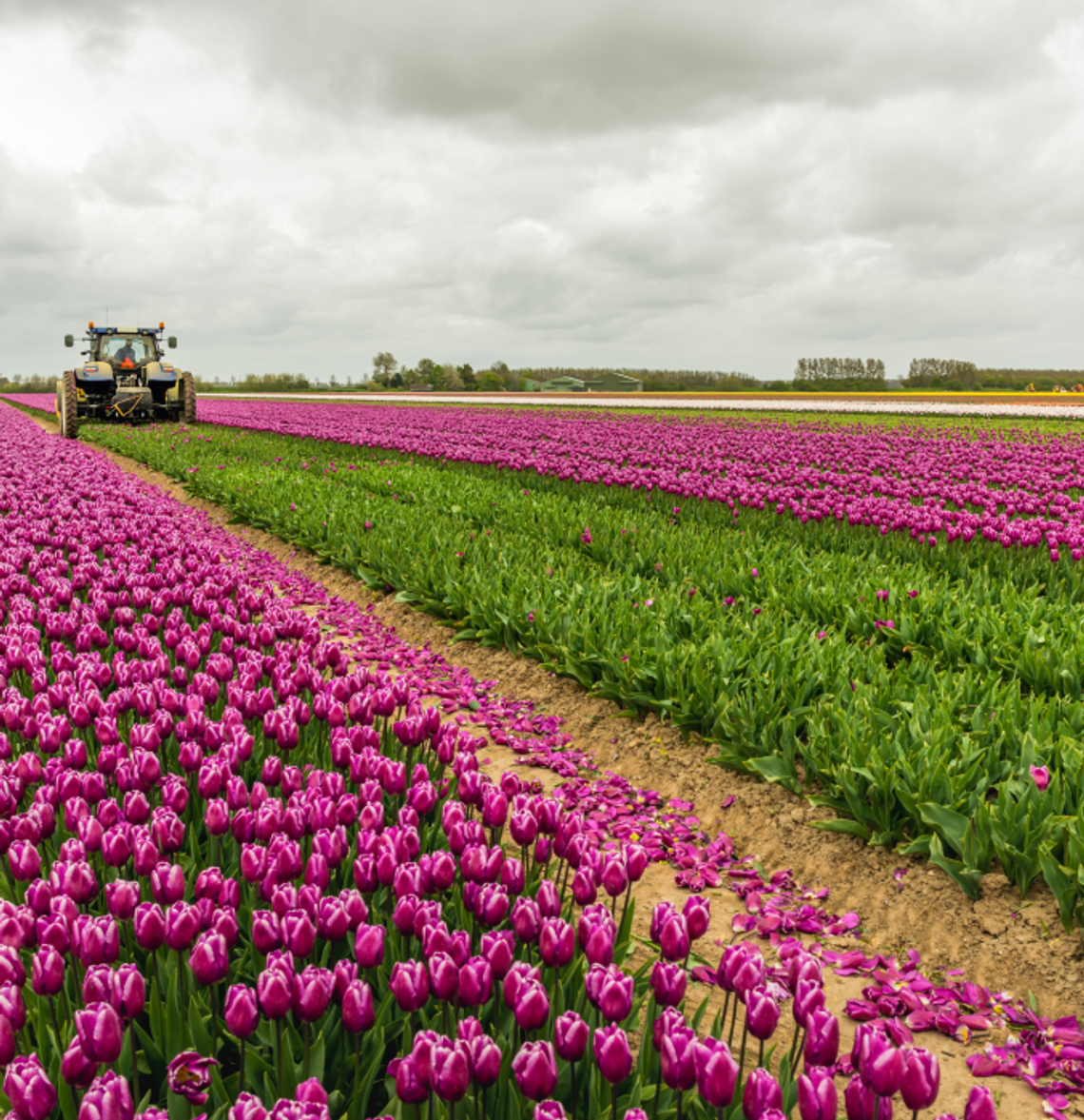Szukasz legalnej pracy w Holandii? Oferty już na Ciebie czekają!