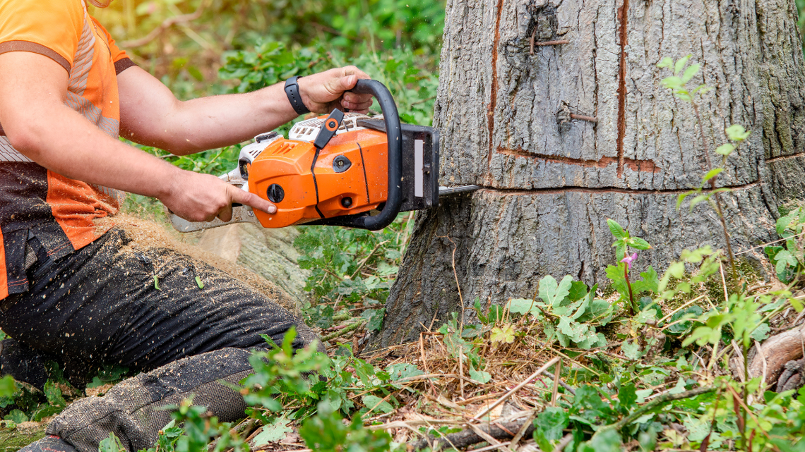 Szybciej usuniesz drzewo z własnej działki. Proponuje zespół Brzoski Szybciej usuniesz drzewo z własnej działki. Proponuje zespół Brzoski