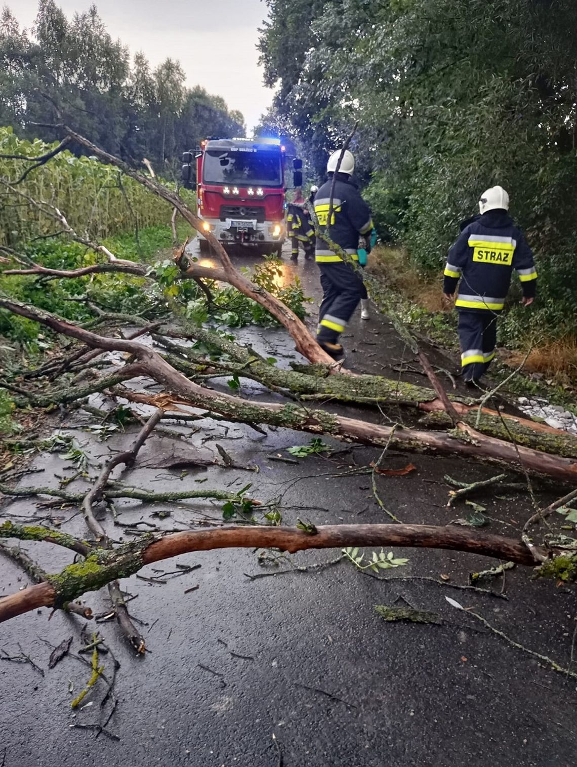 OSP Bełżec II przed godz. 19 zostało zadysponowane do usunięcia powalonego drzewa na drodze gminnej w Hrebennem.