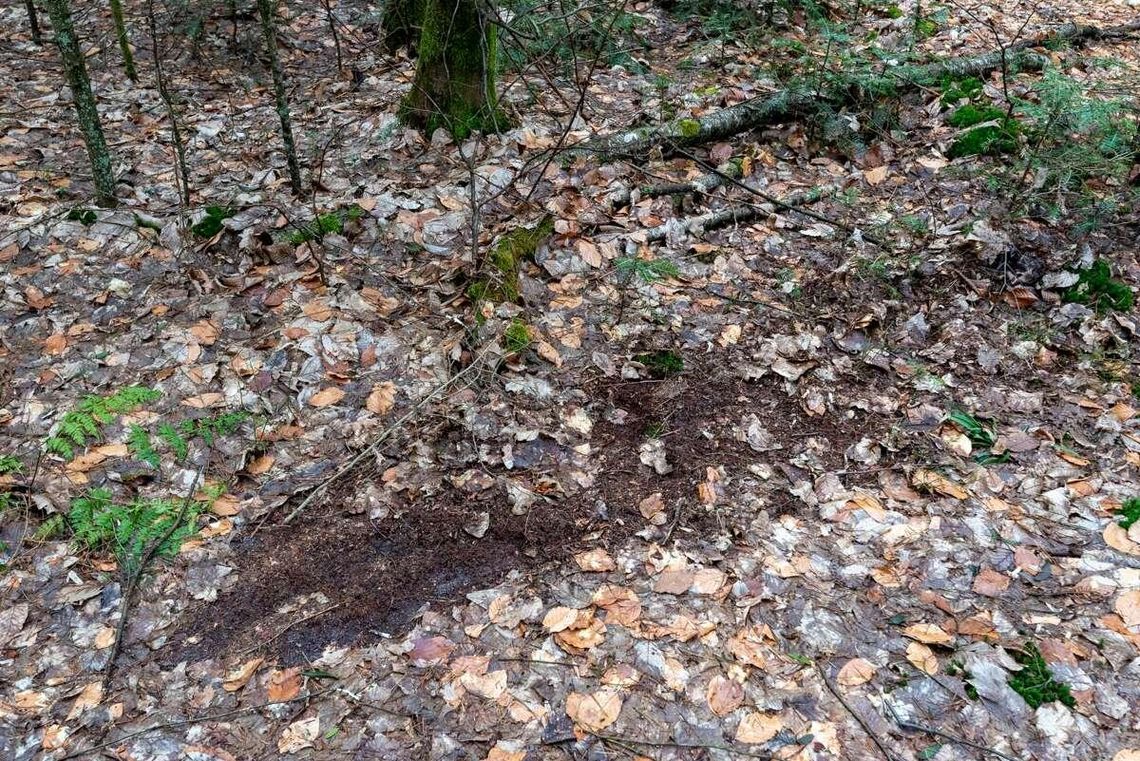 Tajemnicze ślady w lasach Roztoczańskiego Parku Narodowego. To nie grabie, to wilcze pazury