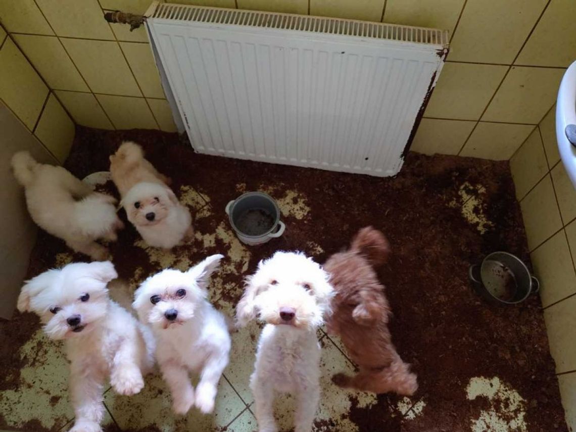 Brud, smród i pudełka sklecone z płyt pilśniowych ustawione między ciasnymi klatkami. Tak wygląda „hodowla” psów rasowych, do której weszli obrońcy zwierząt z policją.