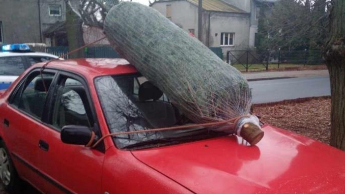 Jeśli nasz pojazd posiada belki bagażnika dachowego, to możliwy jest transport choinki na dachu auta.