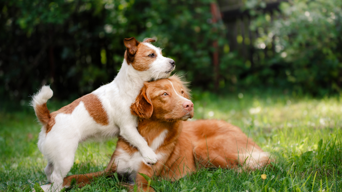 Takie miejsca od lat działają za granicą. W Polsce jednak dotychczas ich nie było. To sala pożegnań dla zwierząt. Zapewnia emocjonalne wsparcie ich właścicielom.