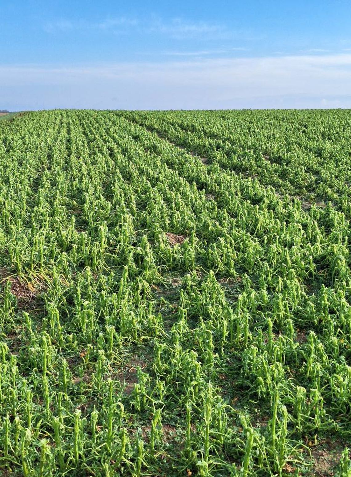 Tarnogród: Nawałnica przeszła nad gminą [ZDJĘCIA]