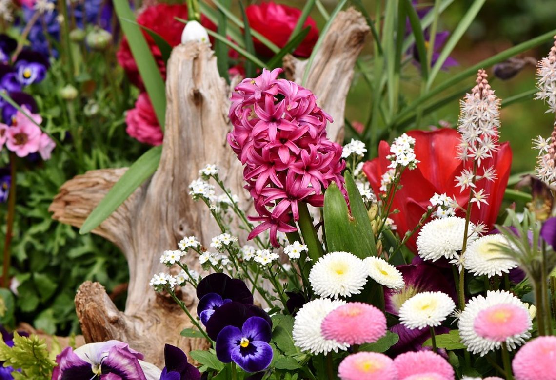 Telatyn: Kup kwiaty do ogródka i drzewka na działkę na kiermaszu