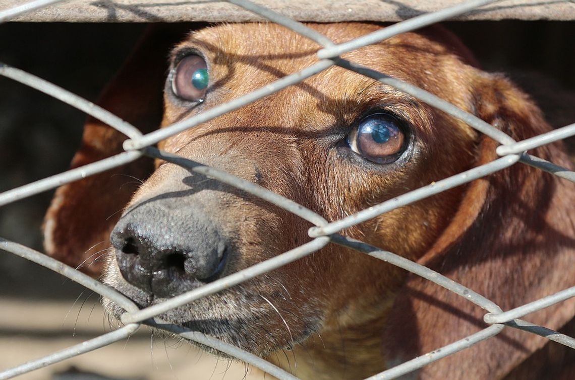 Telatyn: UG organizuje zbiórkę karmy dla psów ze schroniska w Zamościu