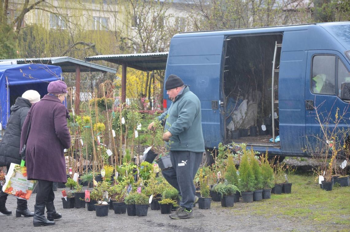 Telatyn: Wiosenny Kiermasz Kwiatów pod deszczową chmurką