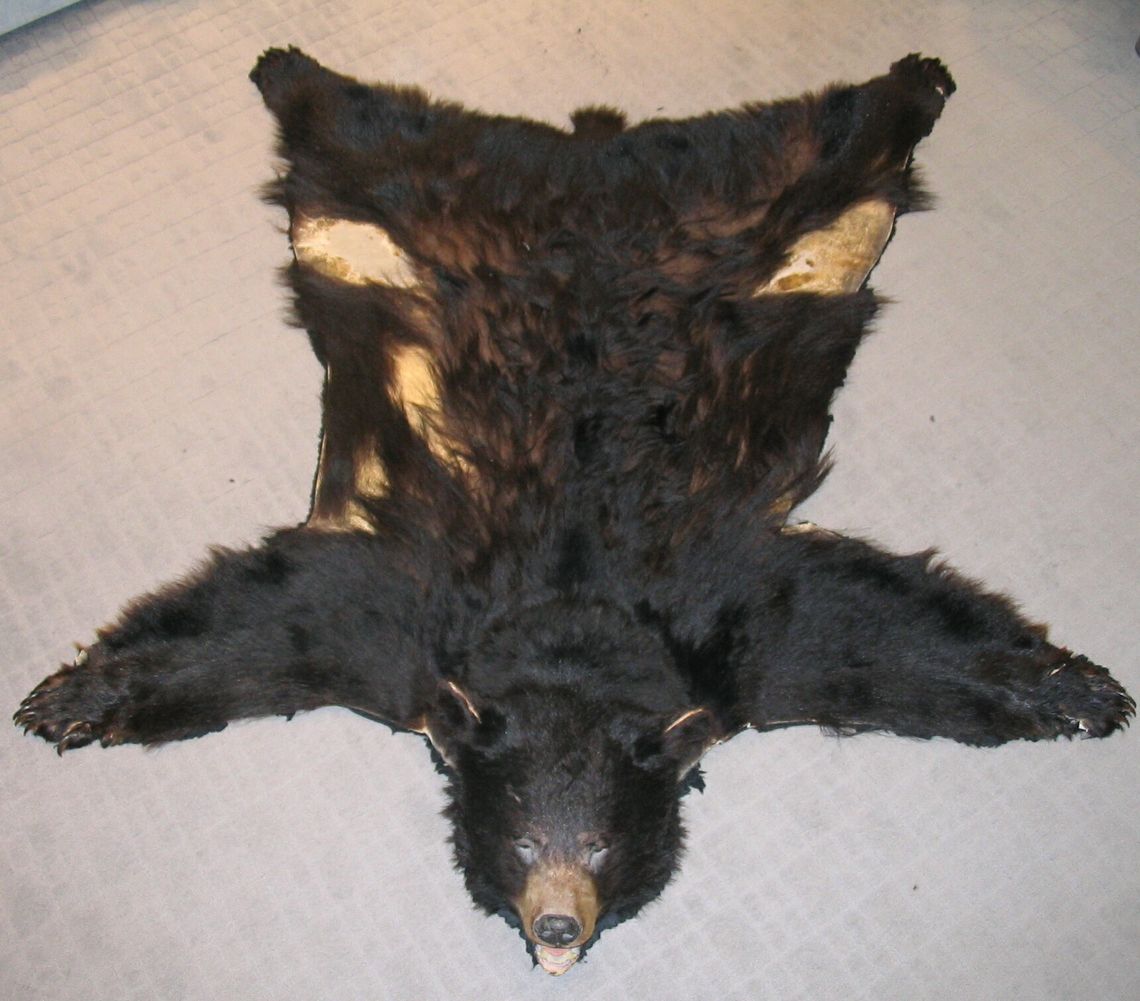 Terespol: Rosjanin zatrzymany ze skórą niedźwiedzia