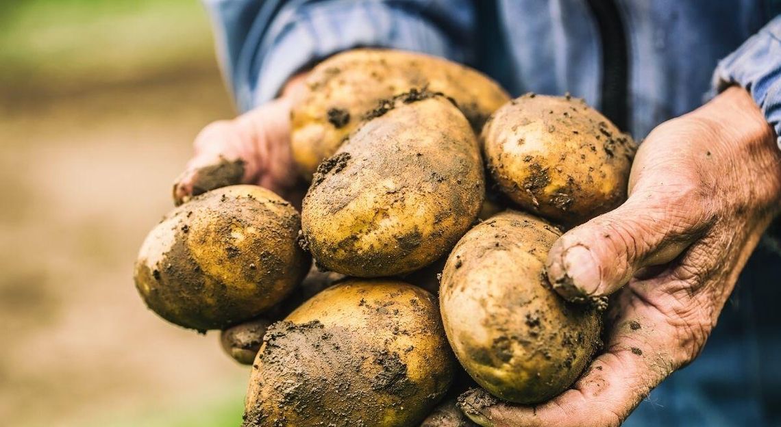 Polskę zalewają zagraniczne ziemniaki.