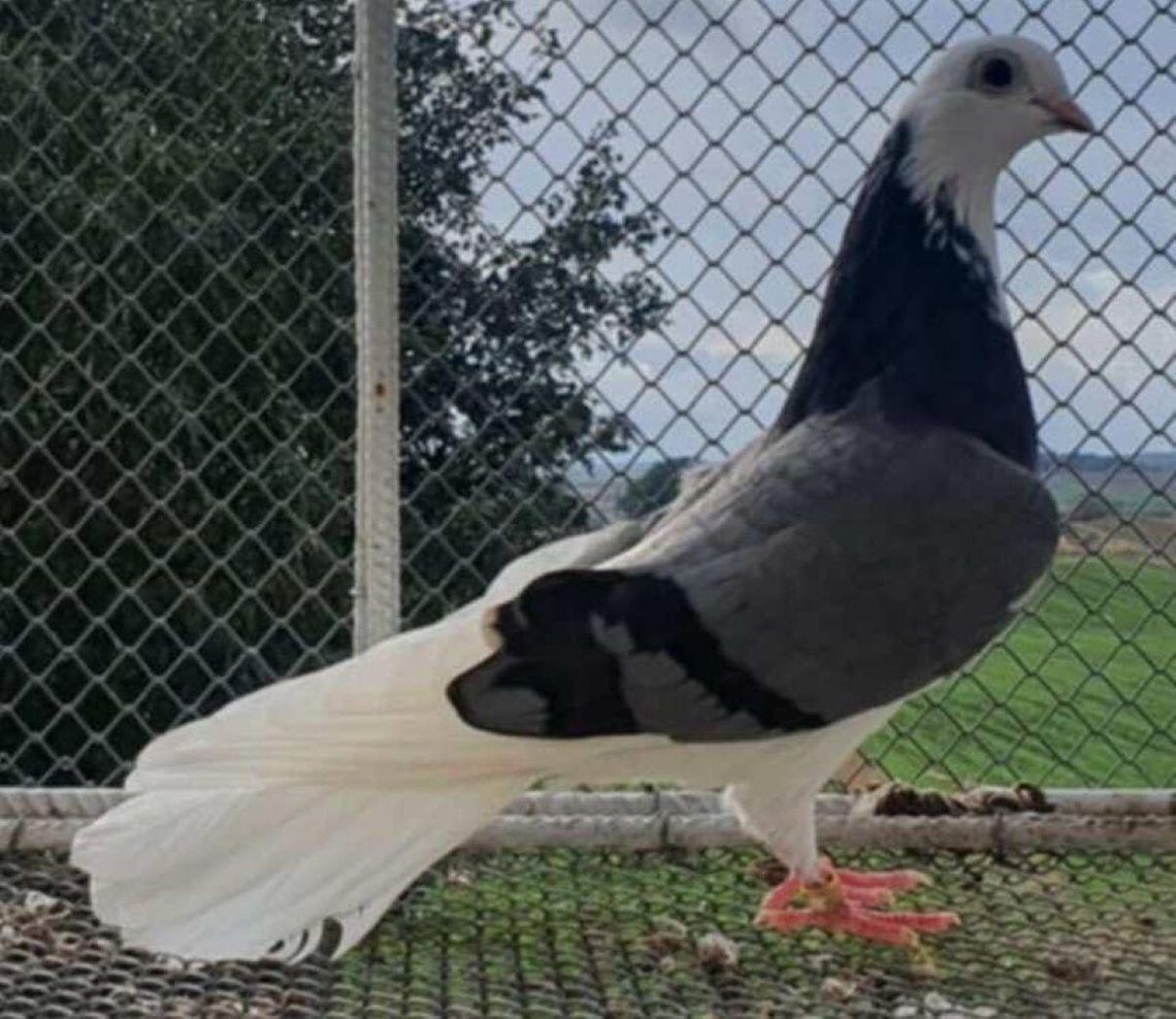 11 stycznia w tomaszowskiej hali OSiR odbędzie się wystawa gołębi wysokolotnych.