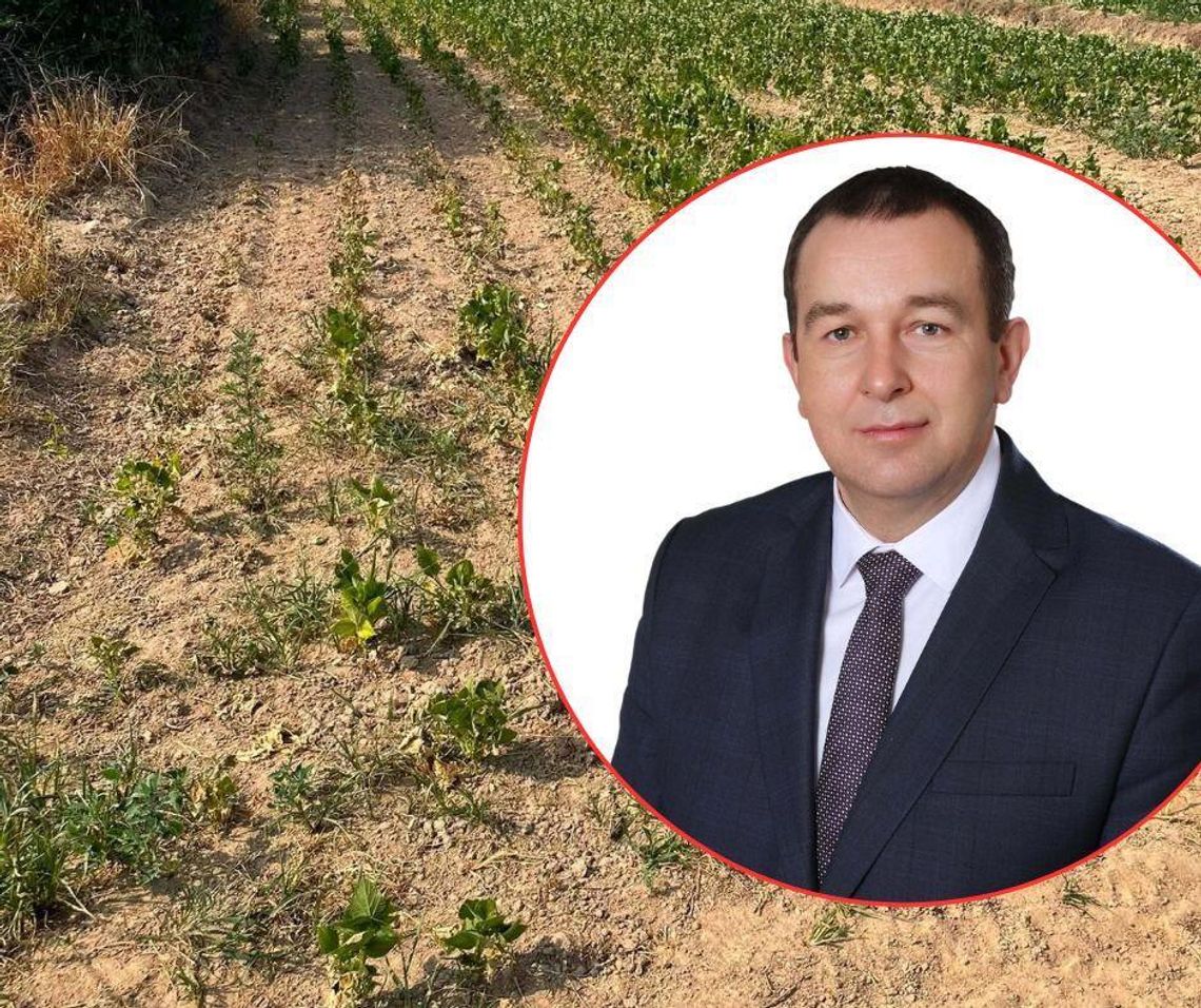 Tomaszowskie: Straty po suszy na ponad 10 tysiącach hektarów. Rolnicy czekają na pomoc – Potrzebna jest natychmiastowa reakcja władz, żeby rolnik wiedział konkretnie, na jaką pomoc może liczyć. Powinny być jakieś jasne zasady, a teraz nie wiadomo, na czym się stoi – mówi Piotr Kielar przewodniczący powiatowej rady Lubelskiej Izby Rolniczej w Tomaszowie Lubelskim.