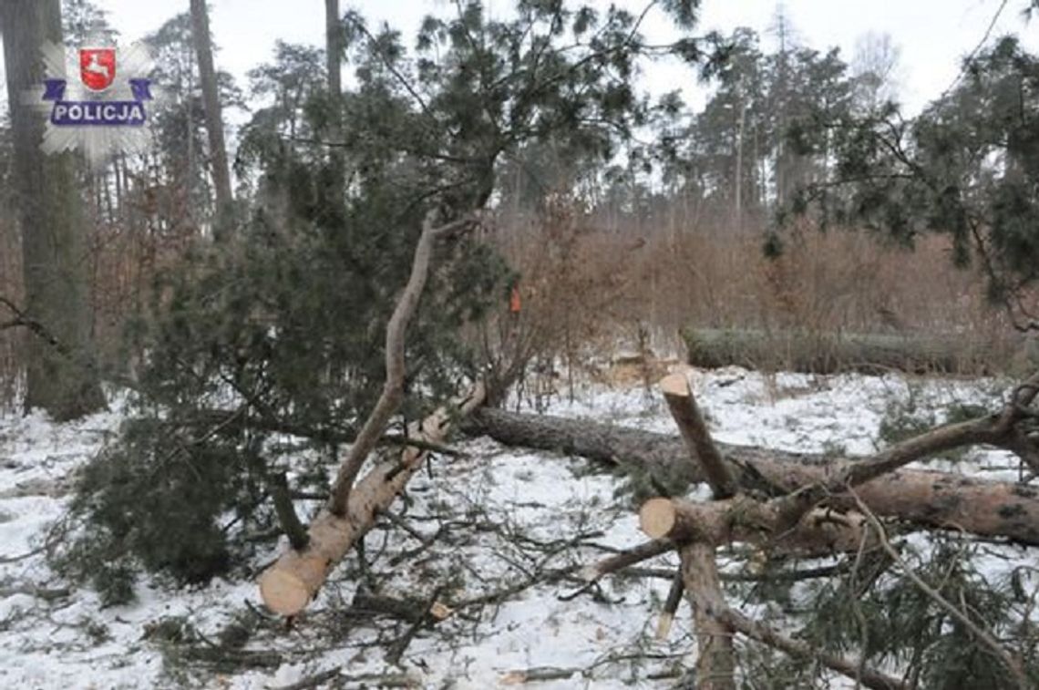 Tragedia przy wycince drzew. Nie żyje 64-letni mężczyzna