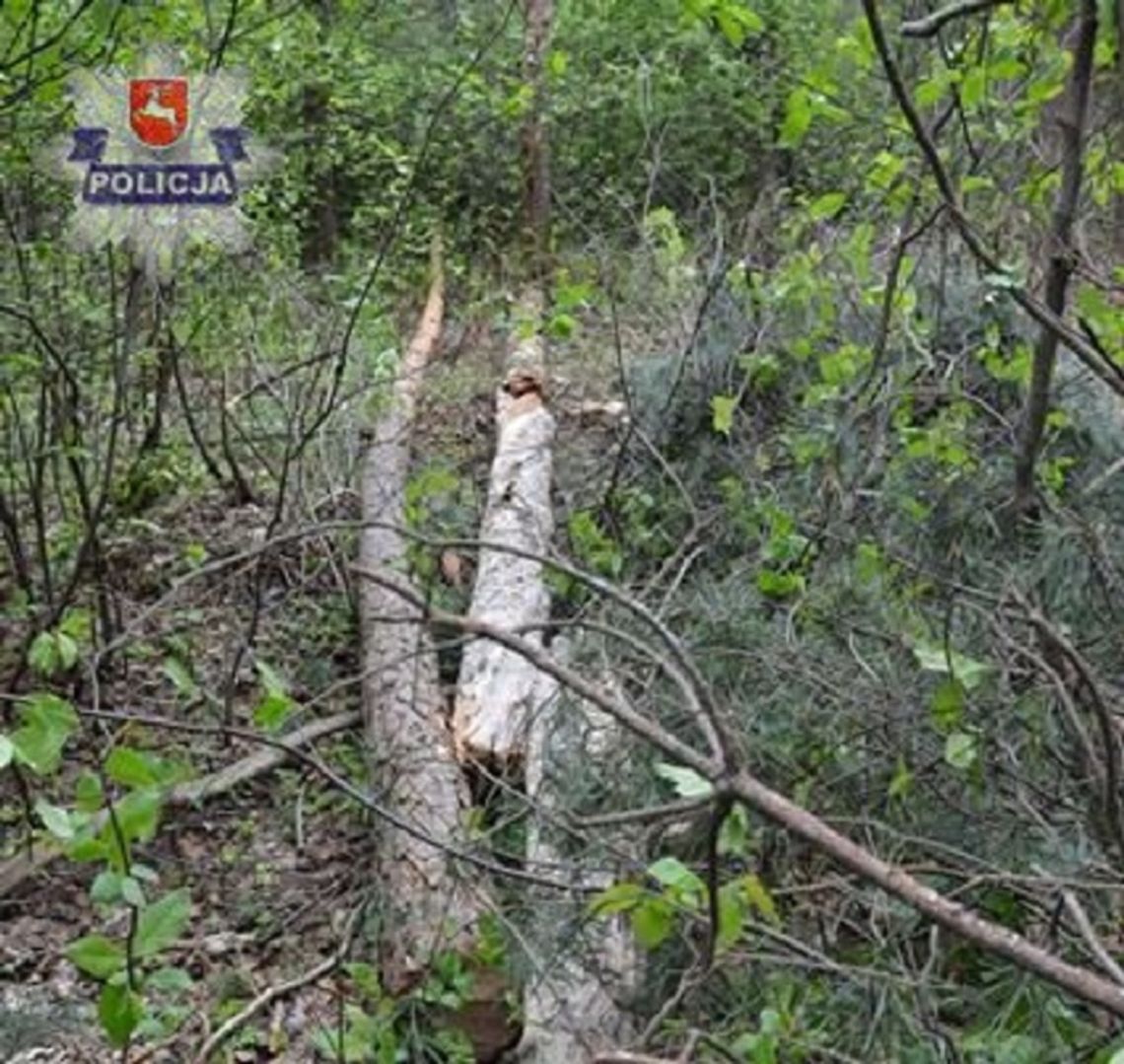 Tragedia w Ciosmach pod Biłgorajem. Drzewo śmiertelnie przygniotło 58-latka