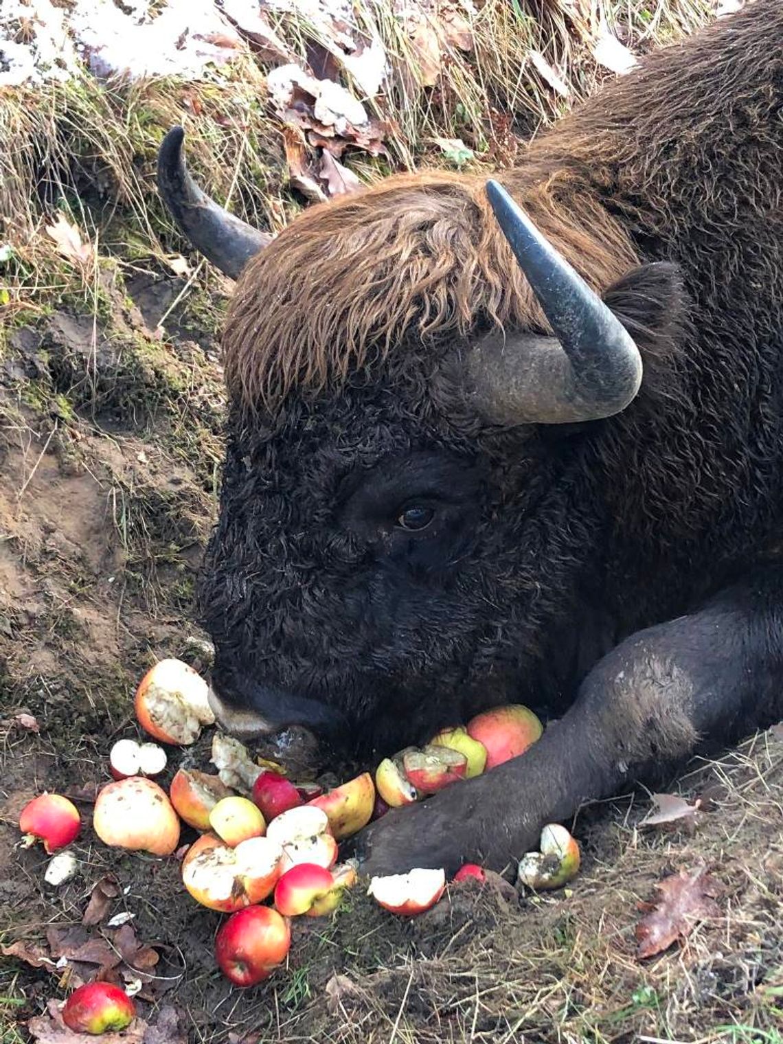 W miniony weekend w okolicach Kaliłowa (gmina Biała Podlaska) został znaleziony ranny żubr.