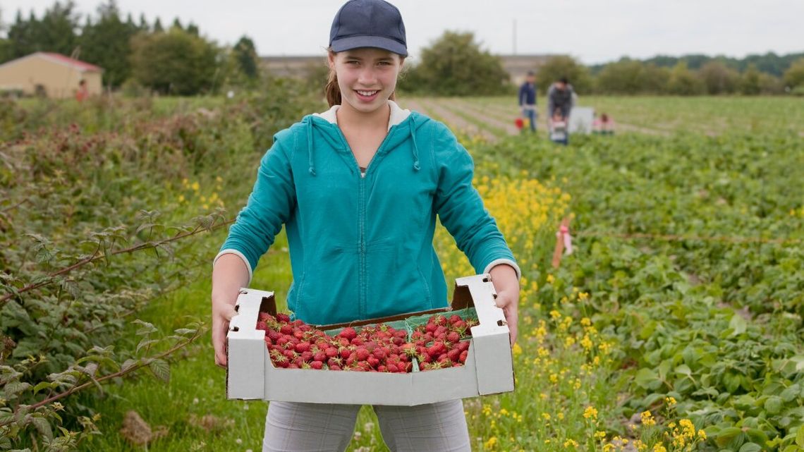 Plantatorzy nie mają wątpliwości, że w tym sezonie truskawki będą dużo droższe niż przed rokiem, bo owoców jest mniej. Zaszkodziły im mrozy, przymrozki i deszcze.