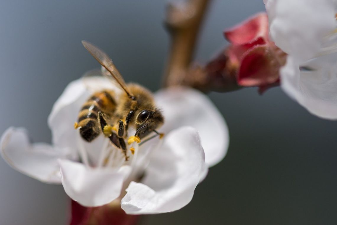 Trzeszczany: Pomóż pszczołom, zasadź lipę. GOK rozdaje sadzonki