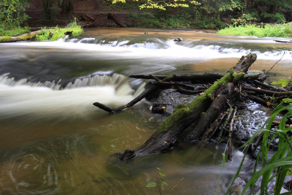 Ukryty skarb Roztocza: Rezerwat Szumy nad Tanwią