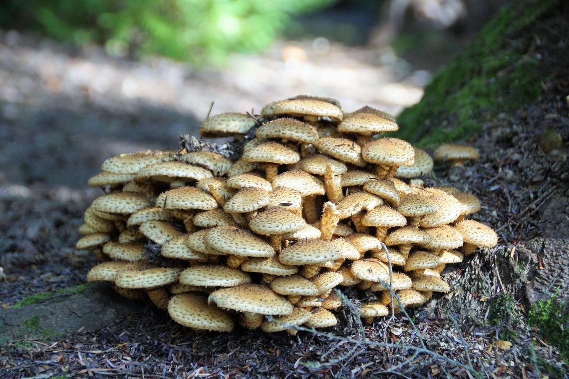 Ulhówek/Biłgoraj: Zapamiętały grzybobranie, bo się zgubiły. Ale mogły tego uniknąć Nie idź do lasu sam, weź ze sobą naładowany telefon.
