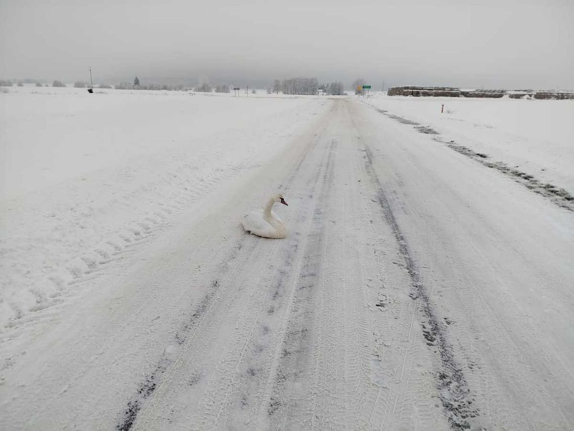 Uratował przemarzniętego łabędzia. Wzorowa postawa 32-latka z gminy Trzeszczany Łabędź był wycieńczony i przemarznięty. Nie był w stanie samodzielnie wzbić się w powietrze ani zejść z drogi. Był zagrożeniem dla nadjeżdżających pojazdów.