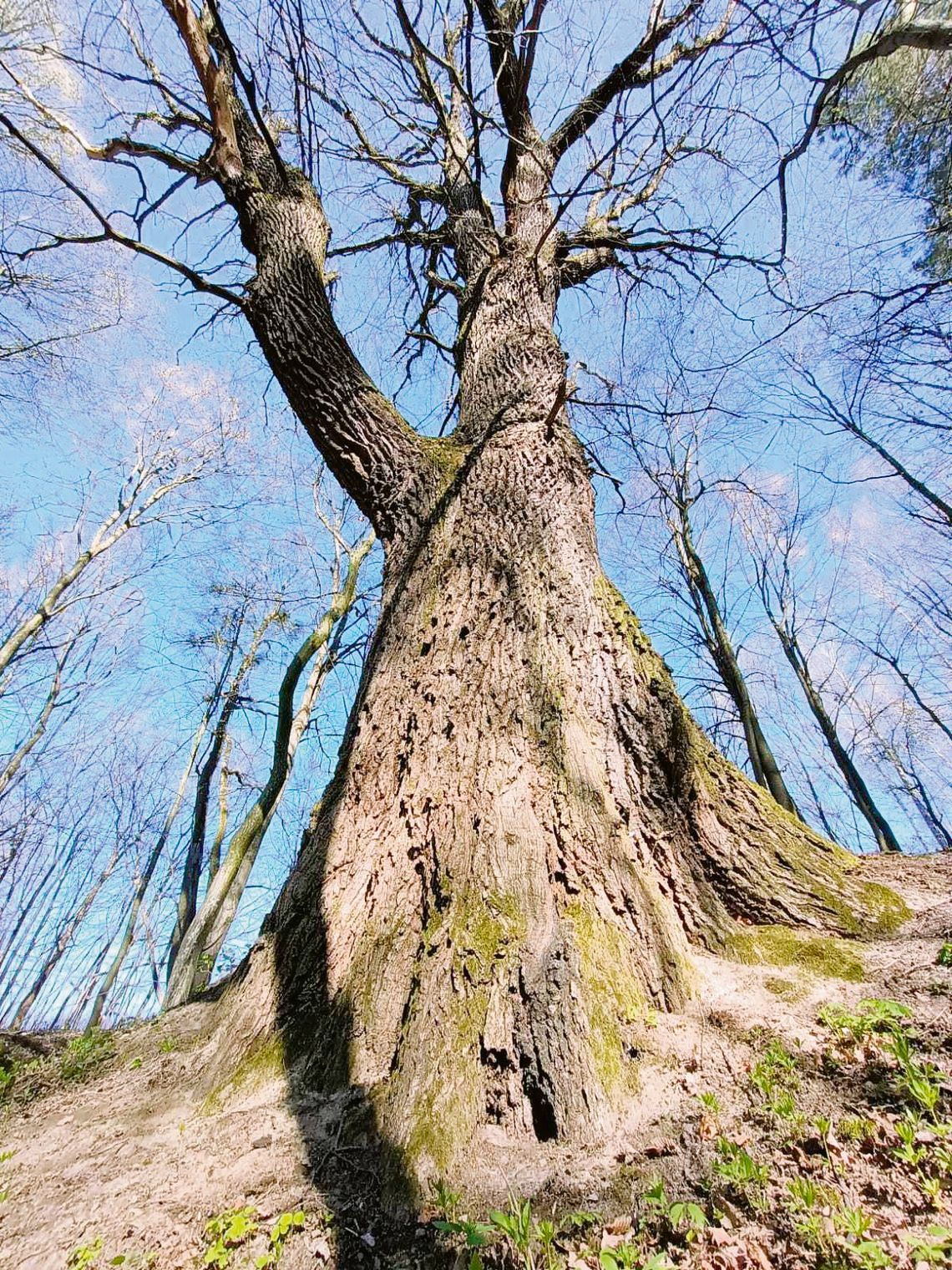 Dąb szypułkowy w rezerwacie „Grabowy Las”.
