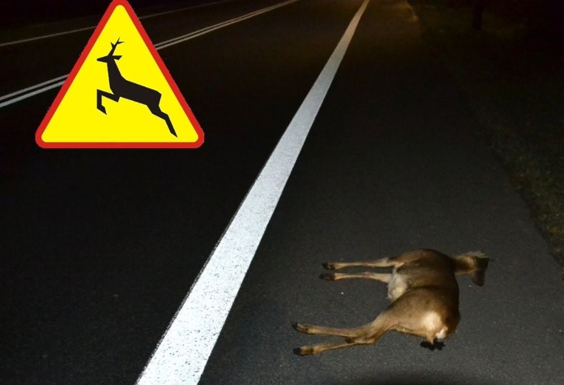 Uważajcie na dzikie zwierzęta na drogach!