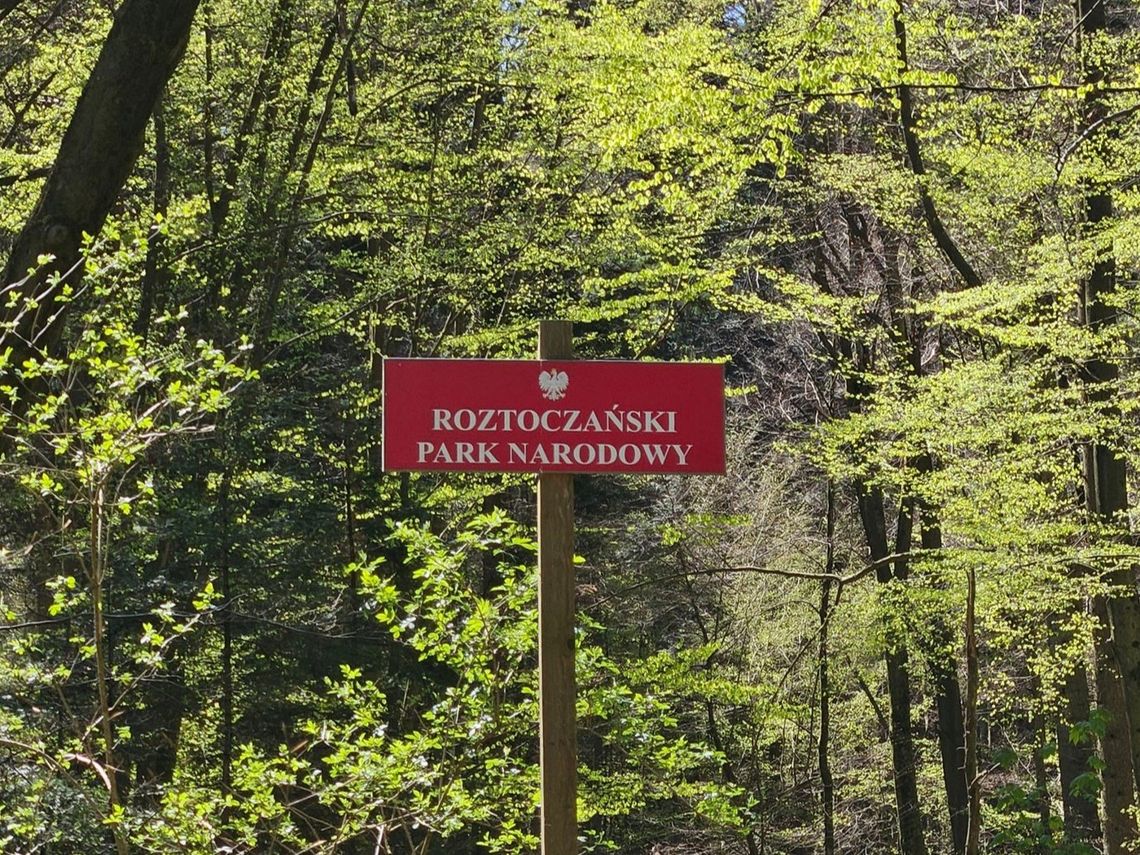 W nocy padał deszcz. Roztoczański Park Narodowy ponownie będzie otwarty Dyrekcja Roztoczańskiego Parku Narodowego poinformowała, że 8 maja znosi czasowy zakaz wstępu na teren parku.
