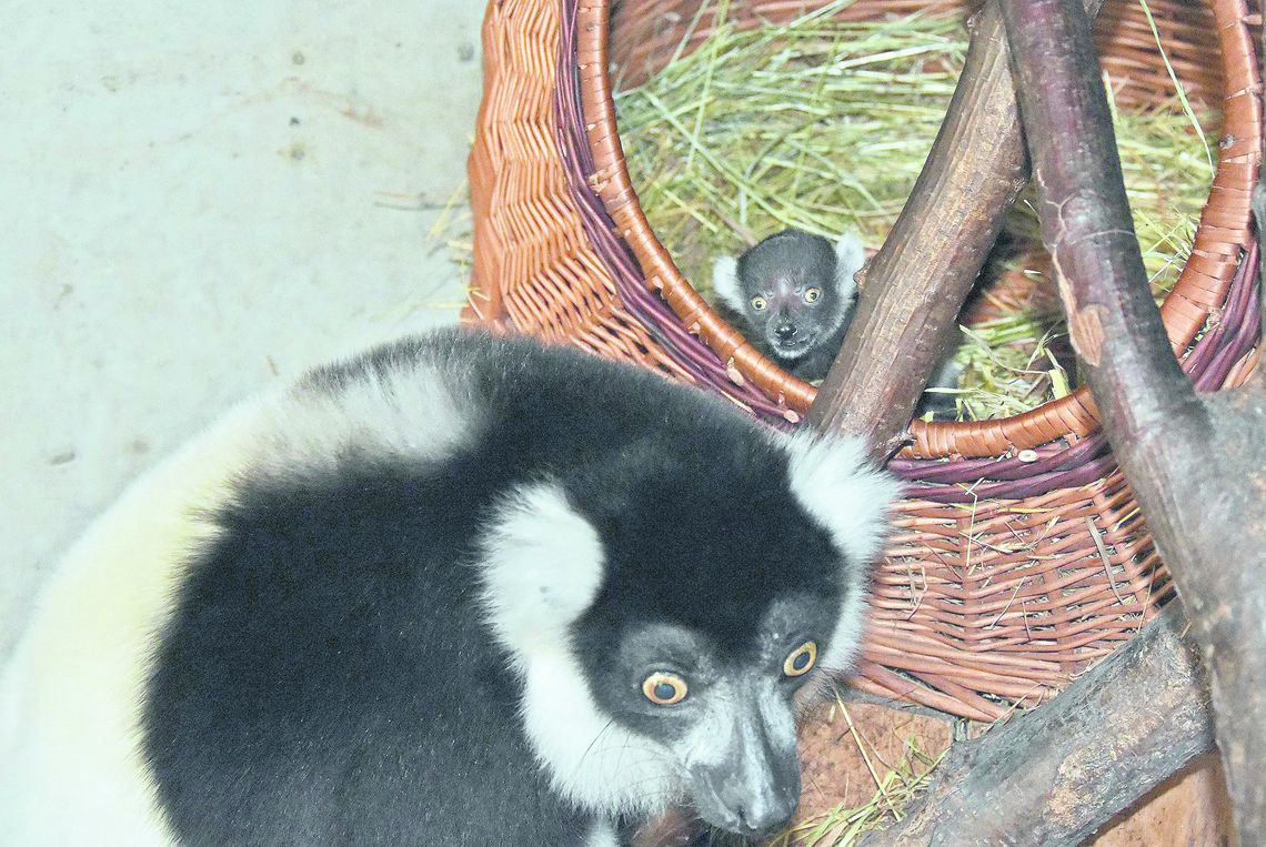 W zamojskim ZOO. 100-letnia mama lemur (TYLKO W GAZECIE)