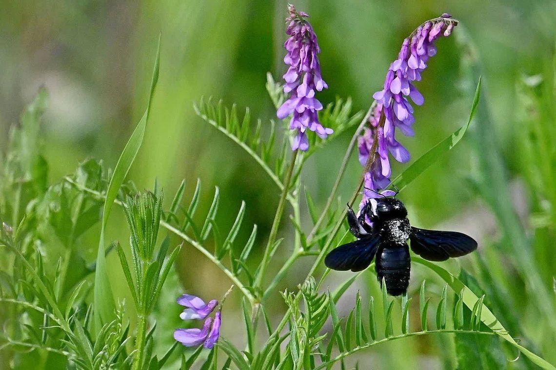 Na osiedlu Powiatowa w Zamościu zaobserwowano ściśle chronioną czarną pszczołę!