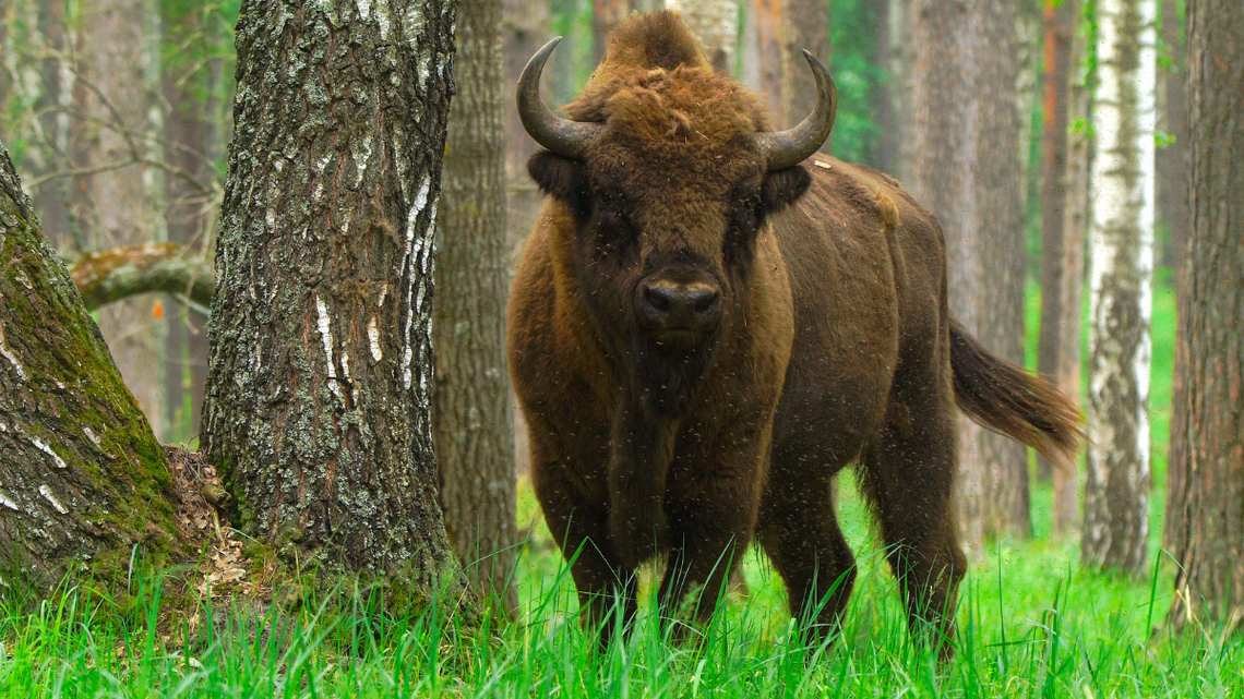 Hitem tegorocznych wakacji okazało się Podlasie. Żubry to jeden z magnesów, które przyciągają turystów.