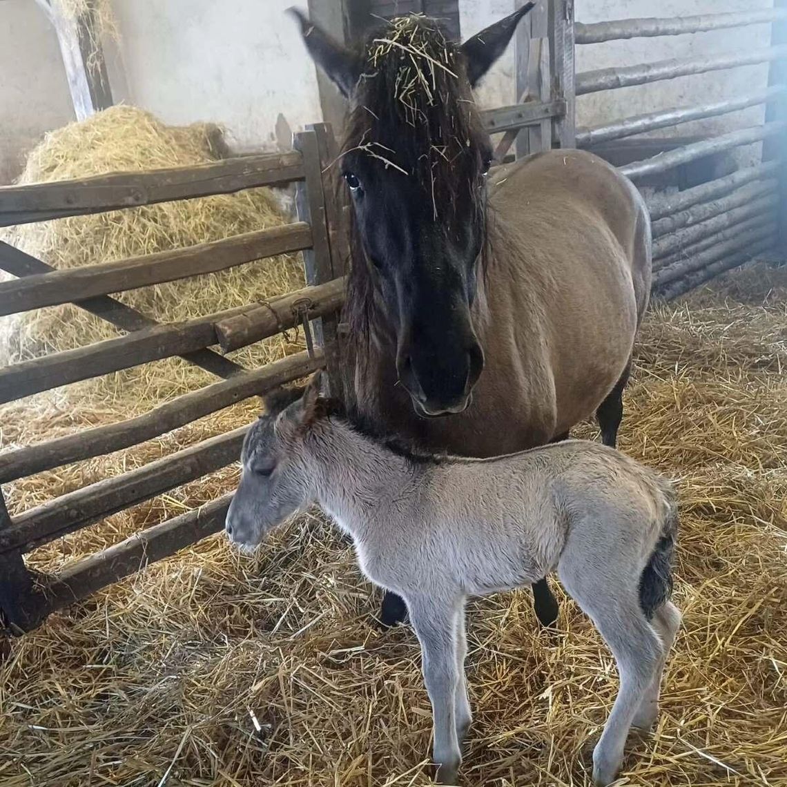 Walentynkowy cud natury w Zwierzyńcu. W RPN przyszedł na świat pierwszy w tym roku konik polski