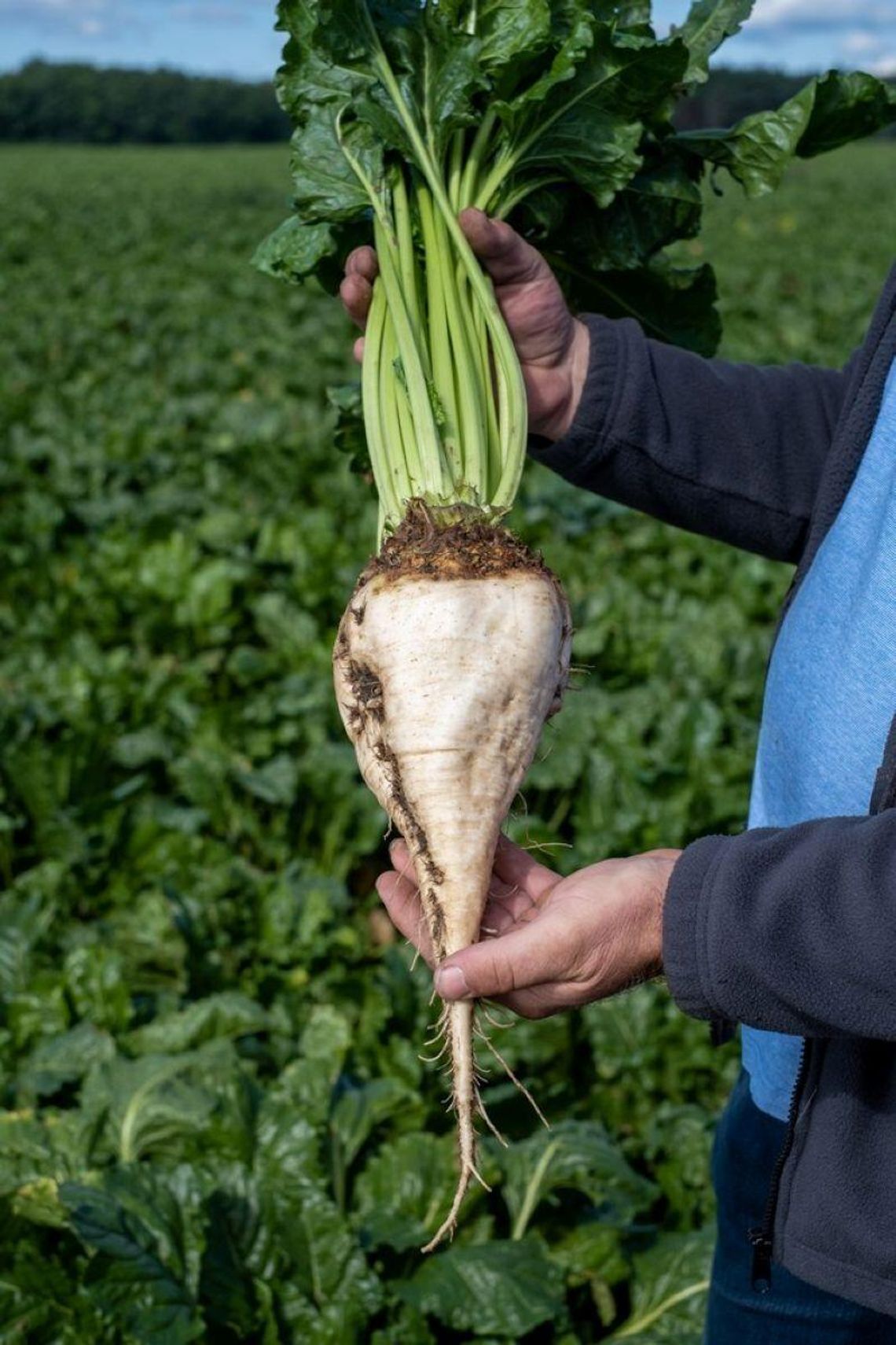 KGS szacuje, że przeciętnie 80 proc. plantacji z rejonu kontraktacyjnego Cukrowni „Werbkowice” zostało narażonych na żerowanie szkodnika.