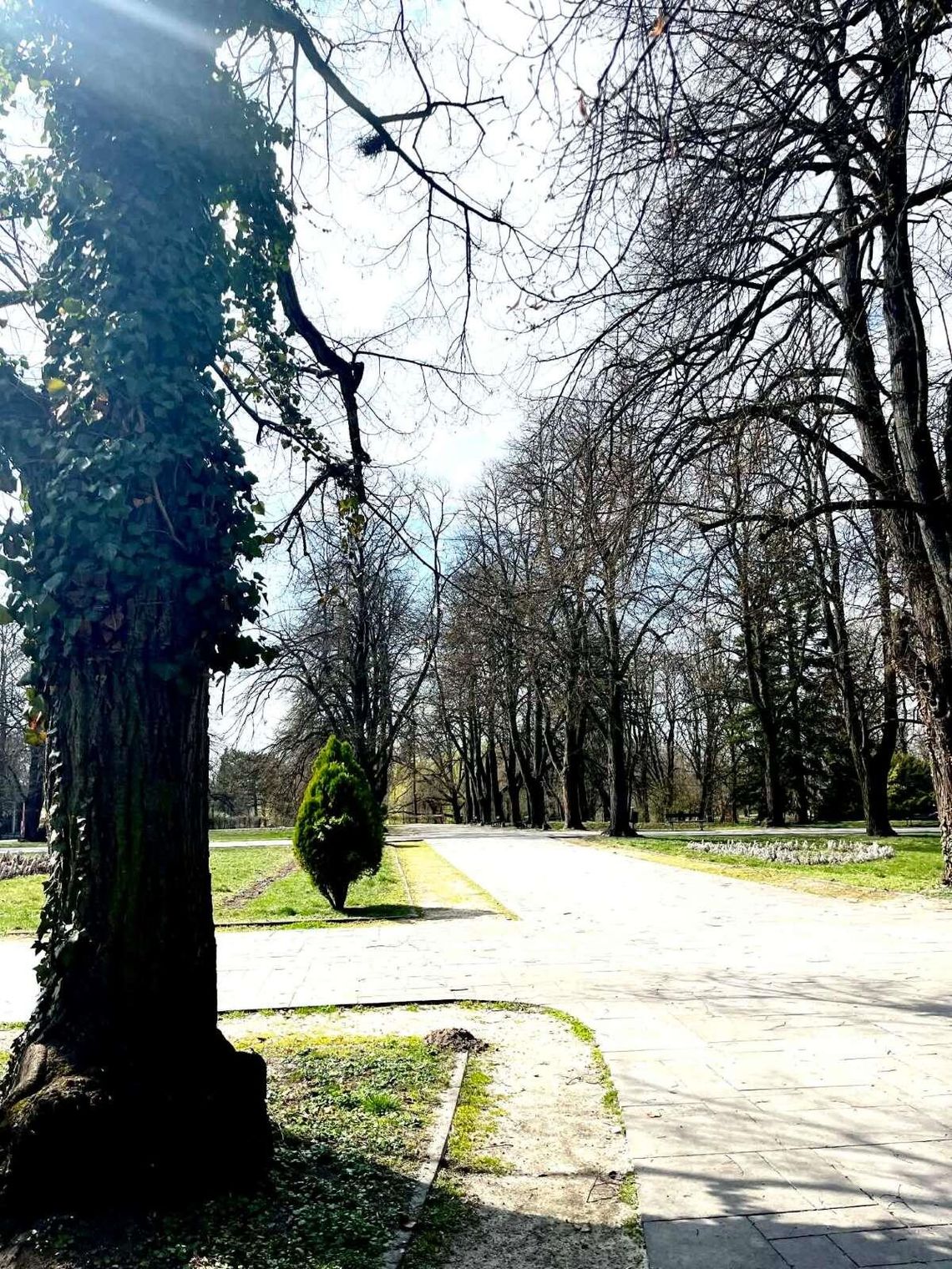 Miasto rozstrzygnęło zapytanie ofertowe na prace pielęgnacyjne i diagnostyczne 26 wiekowych drzew w 14 lokalizacjach.