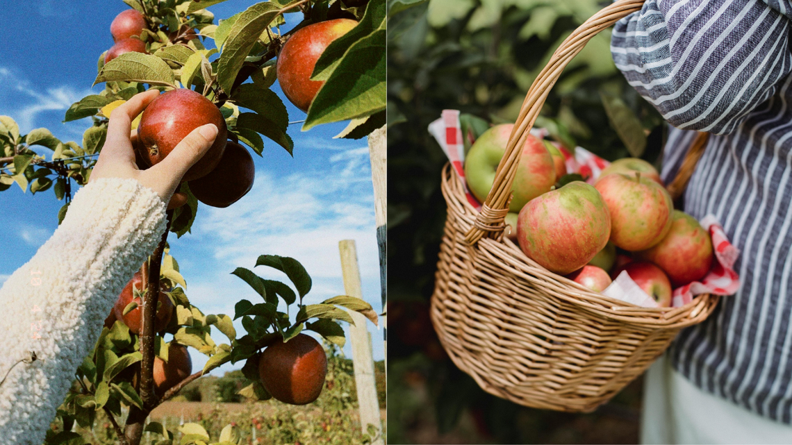 Wojsko nie zabierze ogrodów działkowych.