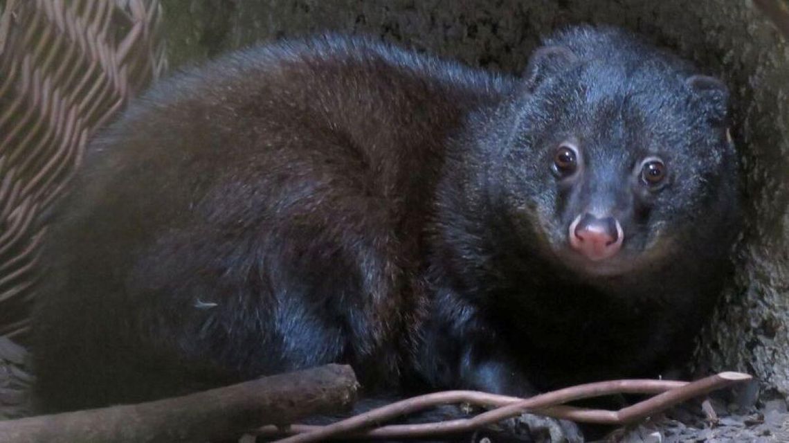 Do dwóch mangust błotnych w zamojskim ogrodzie zoologicznym dołączyła jeszcze jedna samica, z ogrodu w czeskim Pilznie.