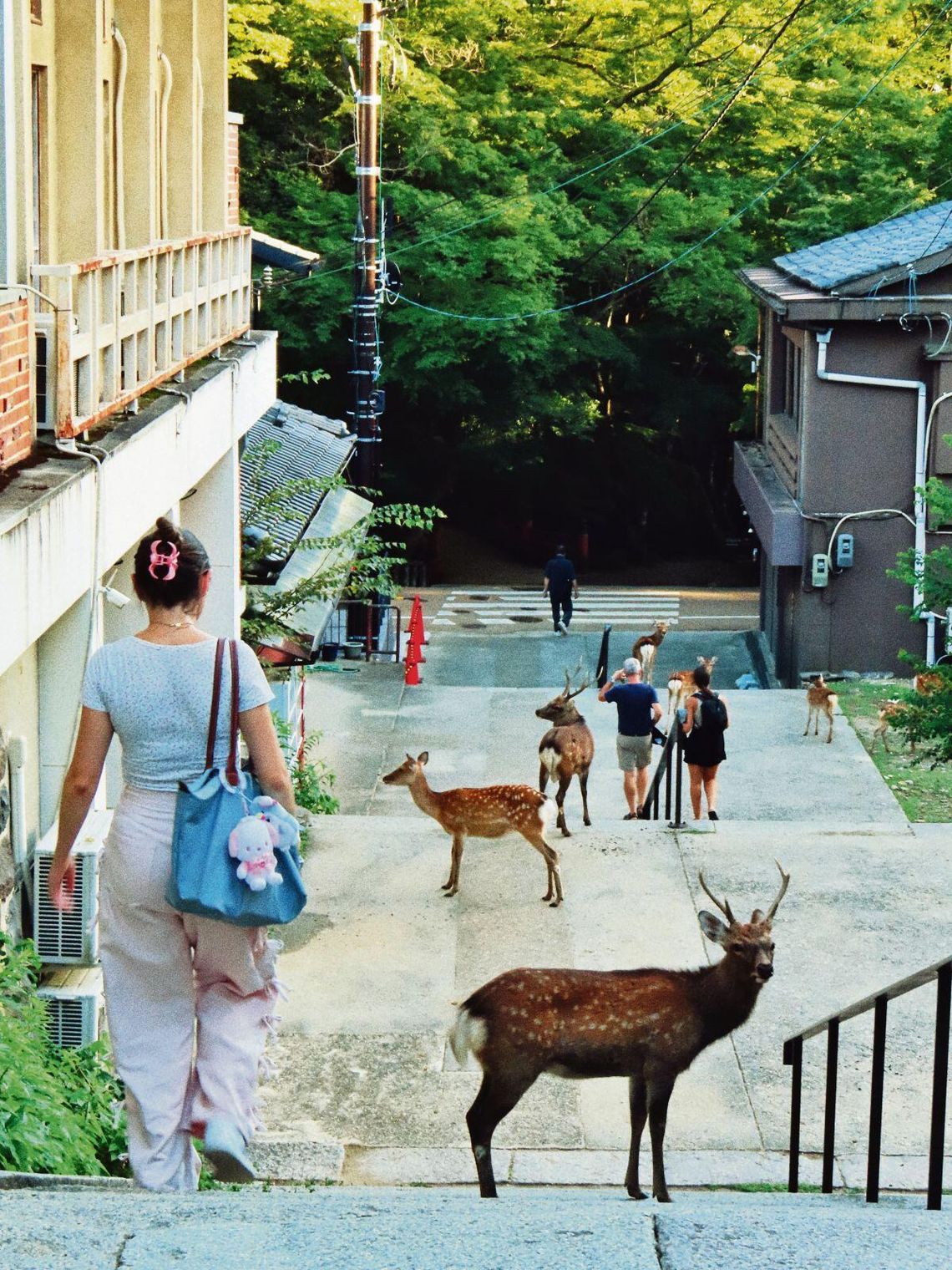 Z Hrubieszowa do Japonii – podróż z marzeń i potrzeby serca. "Miasta pełne są kontrastów" Uliczka w Parku w Narze. Fot. Anna Zadora