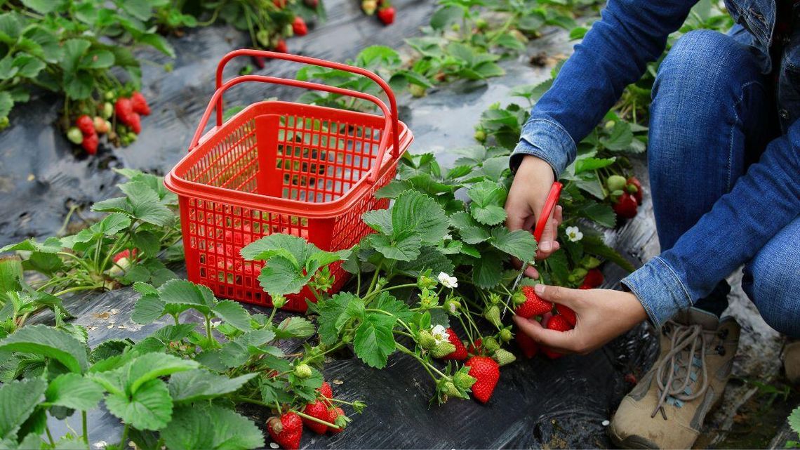 Plantatorzy truskawek zapowiadają, że na przyszły tydzień przypada okres, w którym owoców będzie najwięcej.