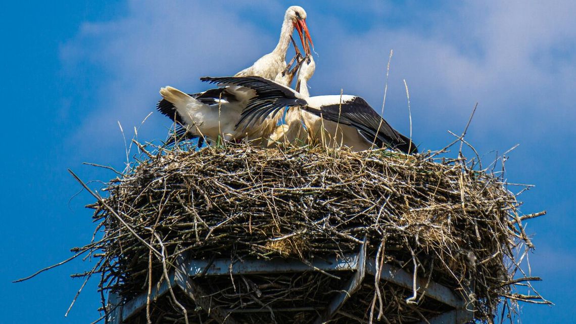 Jako pierwszy – doniosły media – zameldował się bocian Krutek, który wrócił do swojego  gniazda w Krutyni na Mazurach. Do Polski dotarł już 23 lutego.