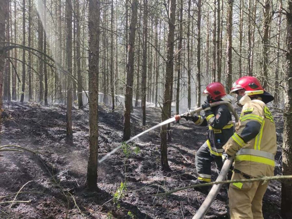 Zagrożenie w całej Polsce. Lasy mogą zapłonąć Synoptycy i straż pożarna ostrzegają przed groźną sytuacją w lasach.