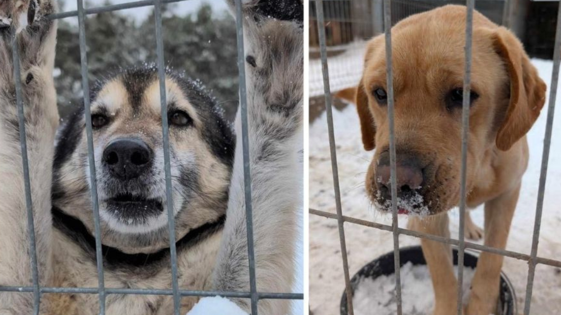 Tegoroczna zima dla tysięcy zwierząt to walka o przetrwanie. Media społecznościowe zalewają apele schronisk, fundacji i stowarzyszeń, które proszą o pomoc, domy tymczasowe, transport, karmę, słomę...