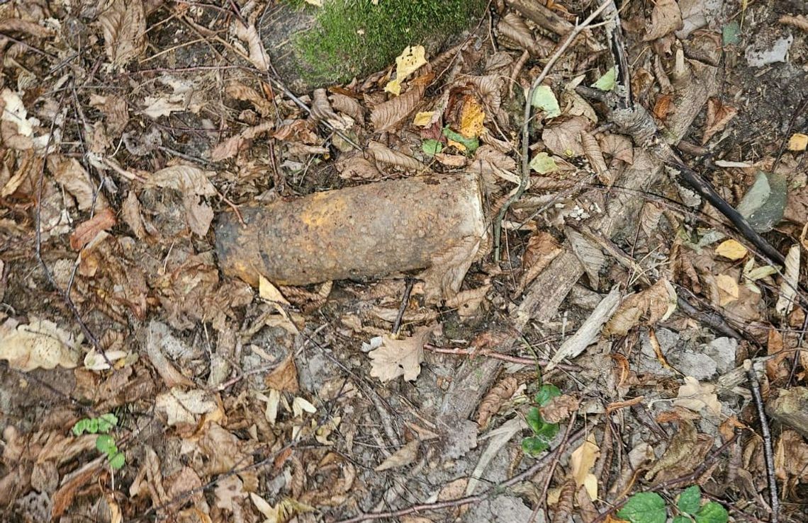 Między liśćmi i mchami mężczyzna dostrzegł skorodowany przedmiot, który – jak się okazało – był niewybuchem.