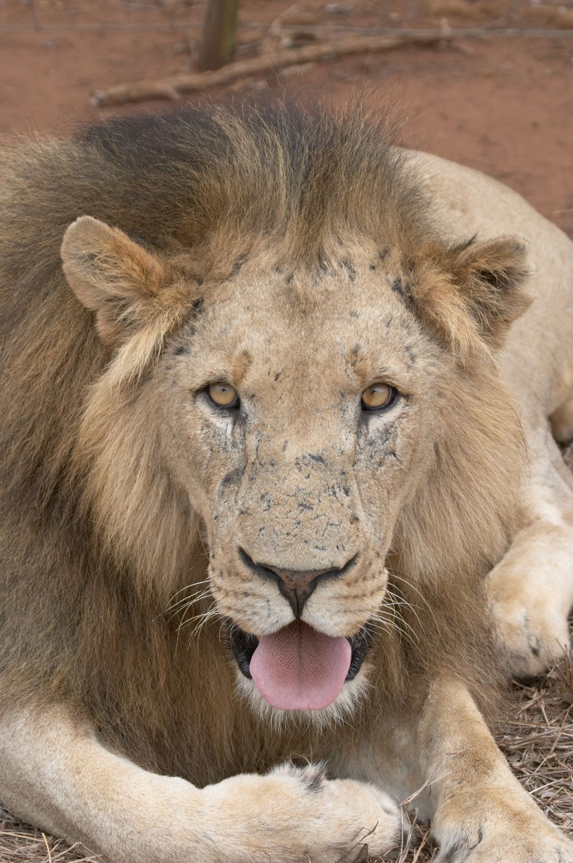 Zamość: Bakterie u drapieżników w ZOO. Mają oczyszczać odchody