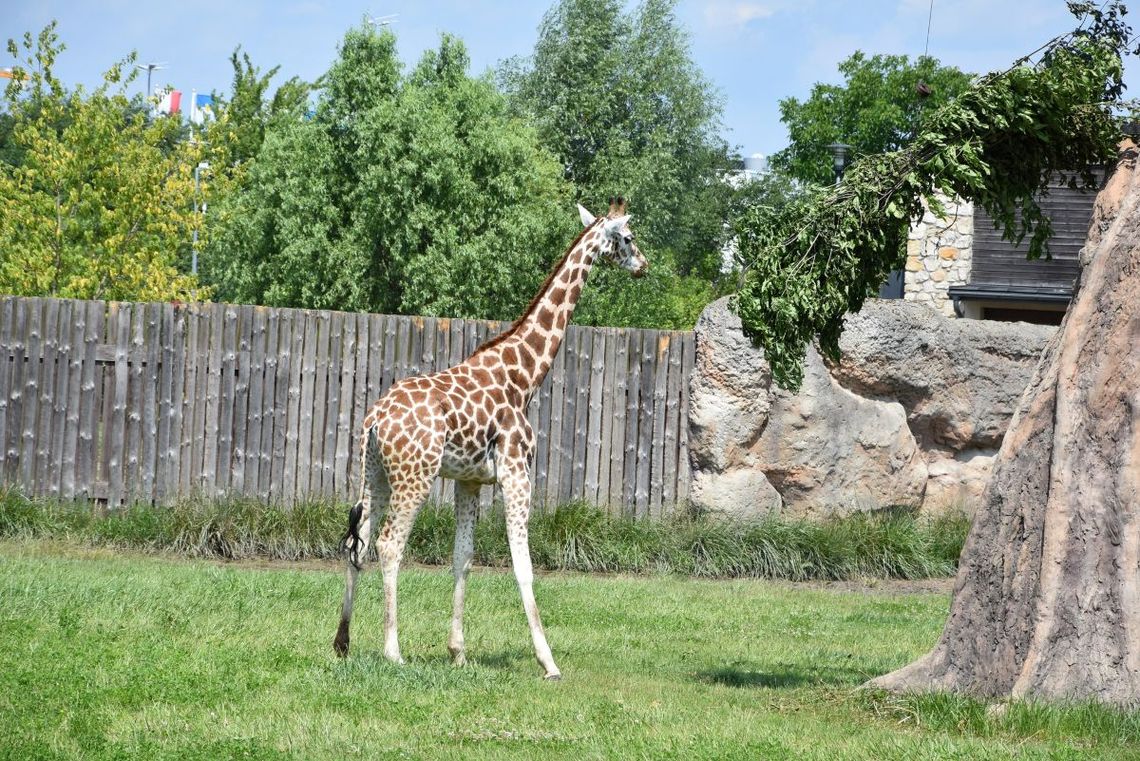 Dyrektor zamojskiego zoo ma już zastępcę.